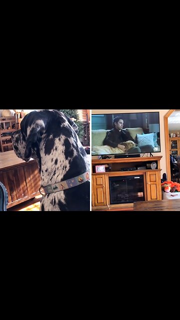 Great Dane Imitates Emotional Scene On Tv