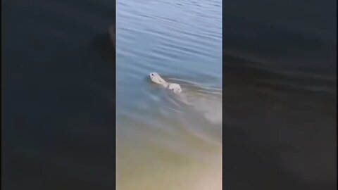 rabbit swimming