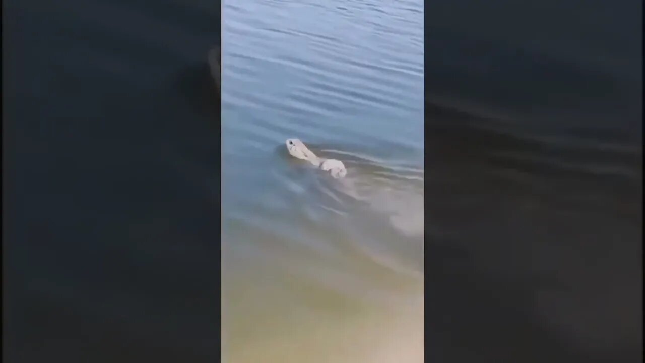 rabbit swimming