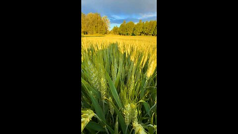 Beautiful farm