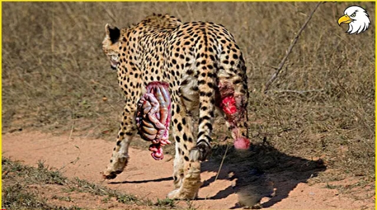 Injured Cheetah When Choosing Wrong Opponent🐯🐯