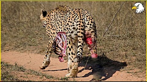 Injured Cheetah When Choosing Wrong Opponent🐯🐯