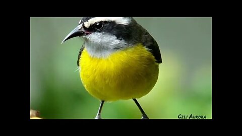 Cambacica cantando para encarte de filhotes