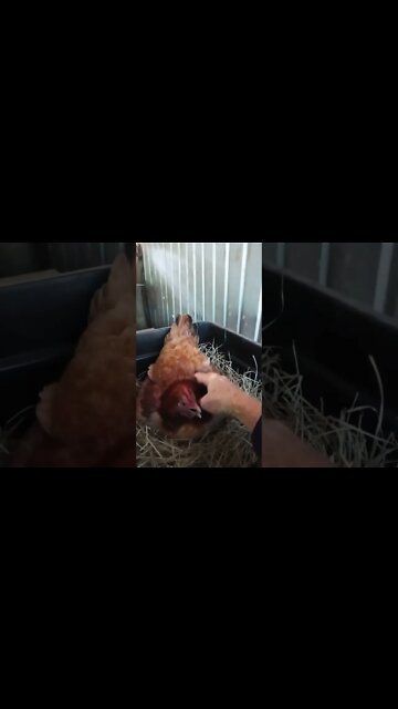 Good morning Forest you have a lot to say today