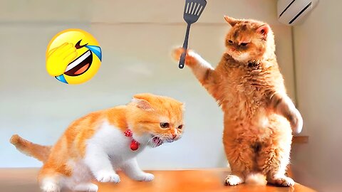 Funny Animal videos 2023 🤣 Cat and Dog funniest video