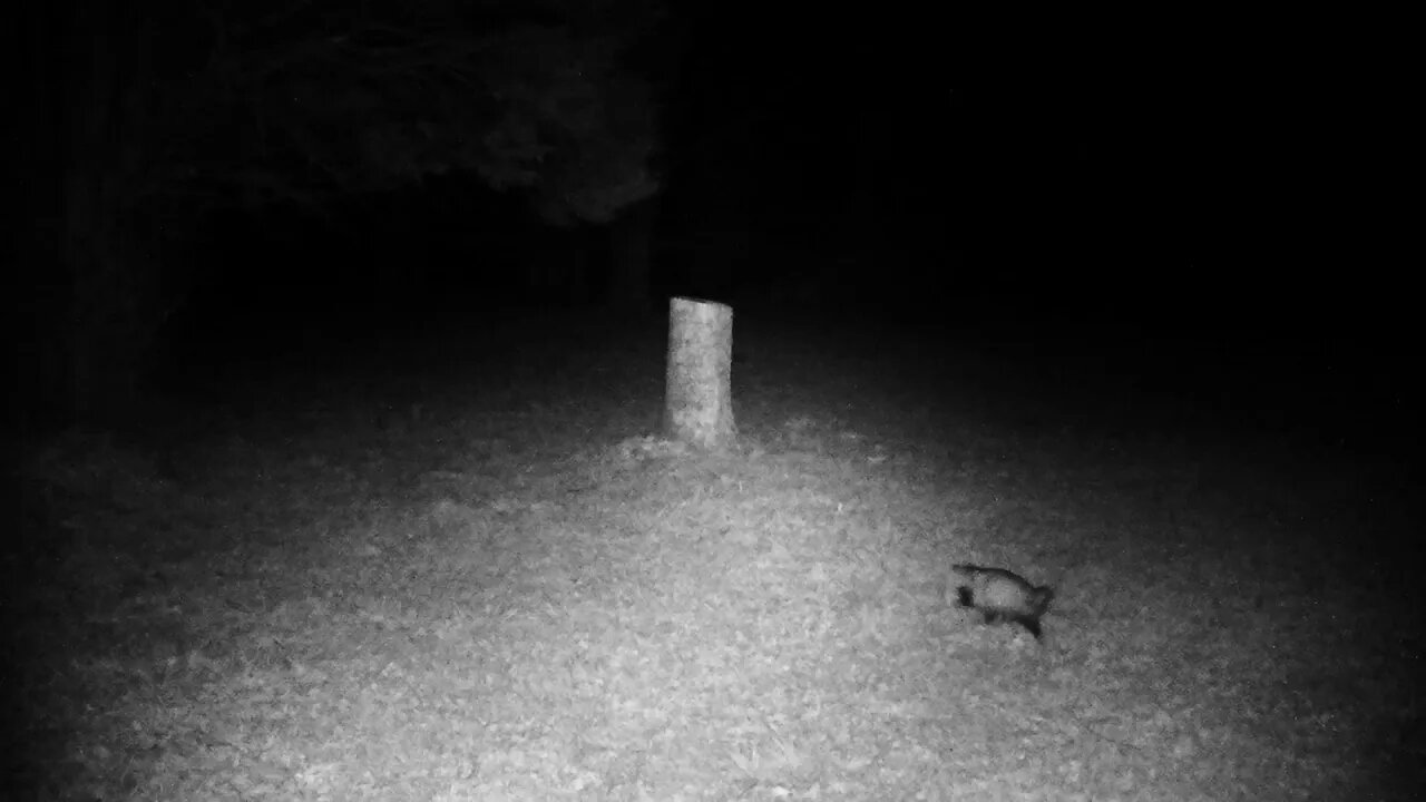 Got my trail cam set up y'all!