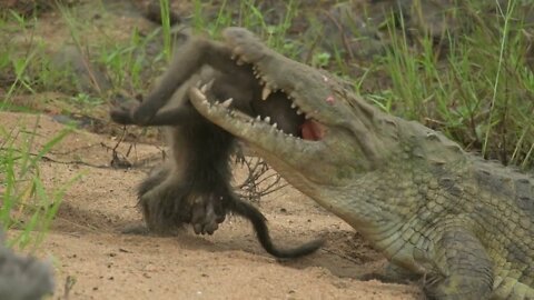 Crocodile Hunting Monkey When Monkey Cross The River