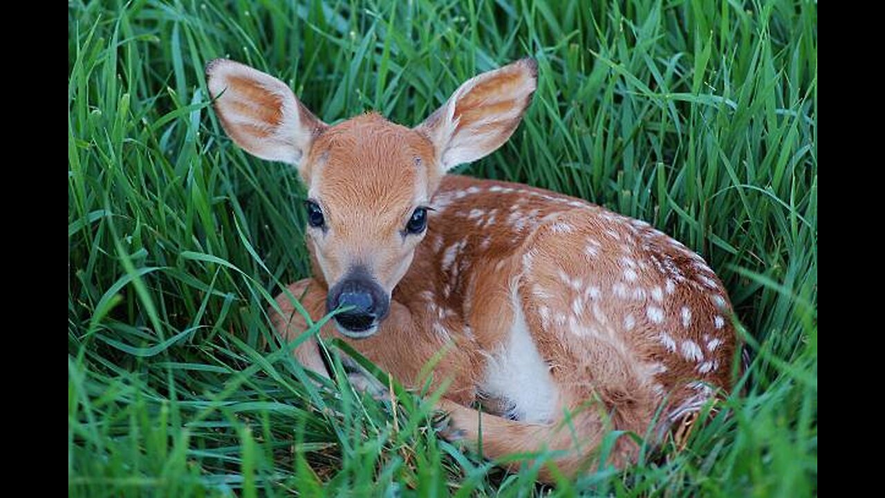 Baby Deer calls Logger "Mom".