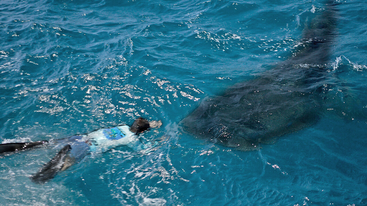 Swimming with a MASSIVE 30ft Shark!!