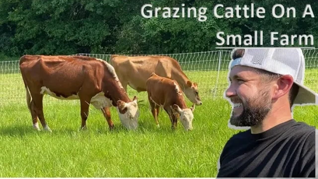 Building A Rotational Grazing Paddock | Raising Cattle 101 | Small Farm