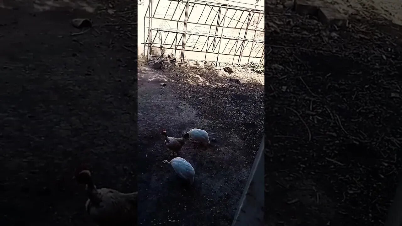 #nature #hen #roaster #subscribe #viralvideos #viral #villagelife #village #ytshorts #shorts #short