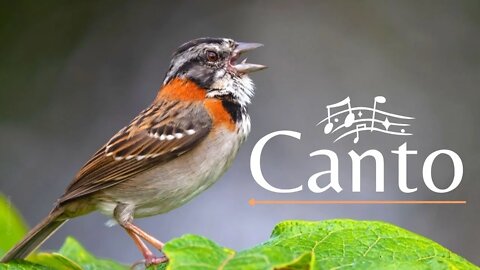 Canto da Zonotrichia Capensis (Tiquinho, Toinho, Tico-Tico)