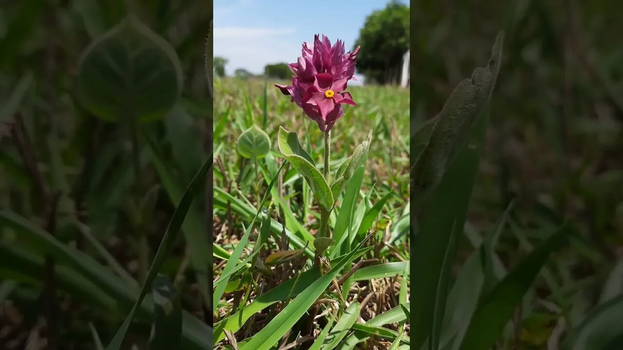 Flor solitária do campo