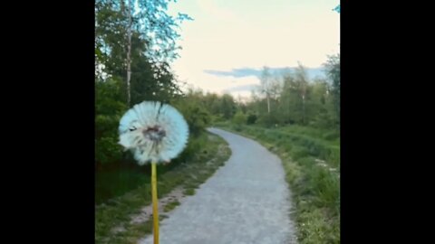 Dandelion in the wind - Colours of Spring!