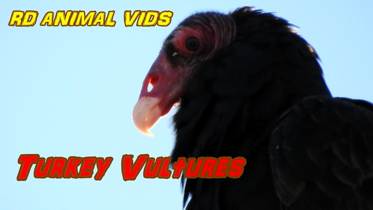 Turkey Vultures: The Buzzards Are Back! #AnimalVideo