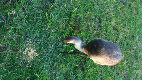 sandhill edit then delete