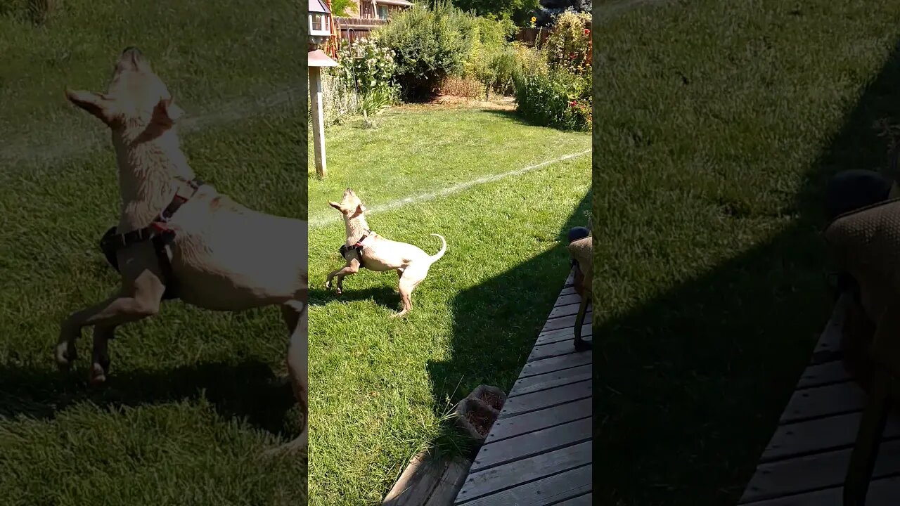 Lord Belvedere chasing the Water Hose