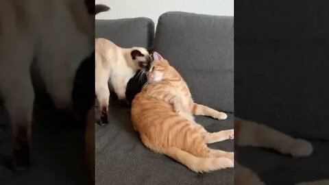 Cute Cat Resting Adorable Cat🐱🐱❤️❤️#shorts #viralvideo #cat #cats #catvideos #catstagram #funny