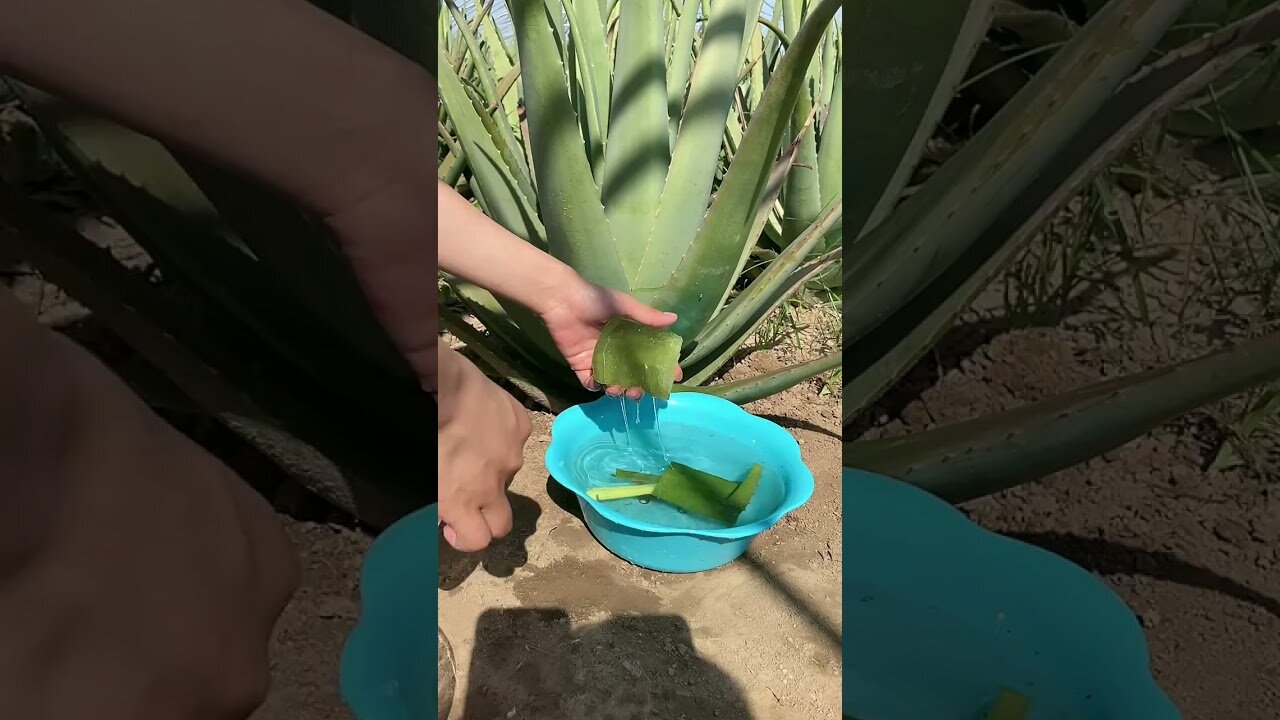 Top 10 Amazing Beauty Hacks with Aloe Vera #109