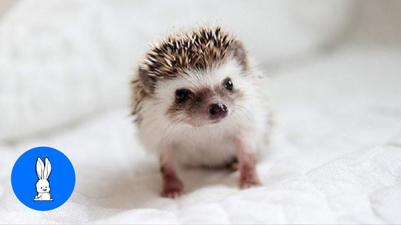 Cute Little Hedgehogs Compilation / TRY NOT TO AWW!