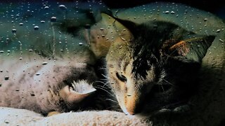 Two Cat Bros Catnapping On A Rainy Day