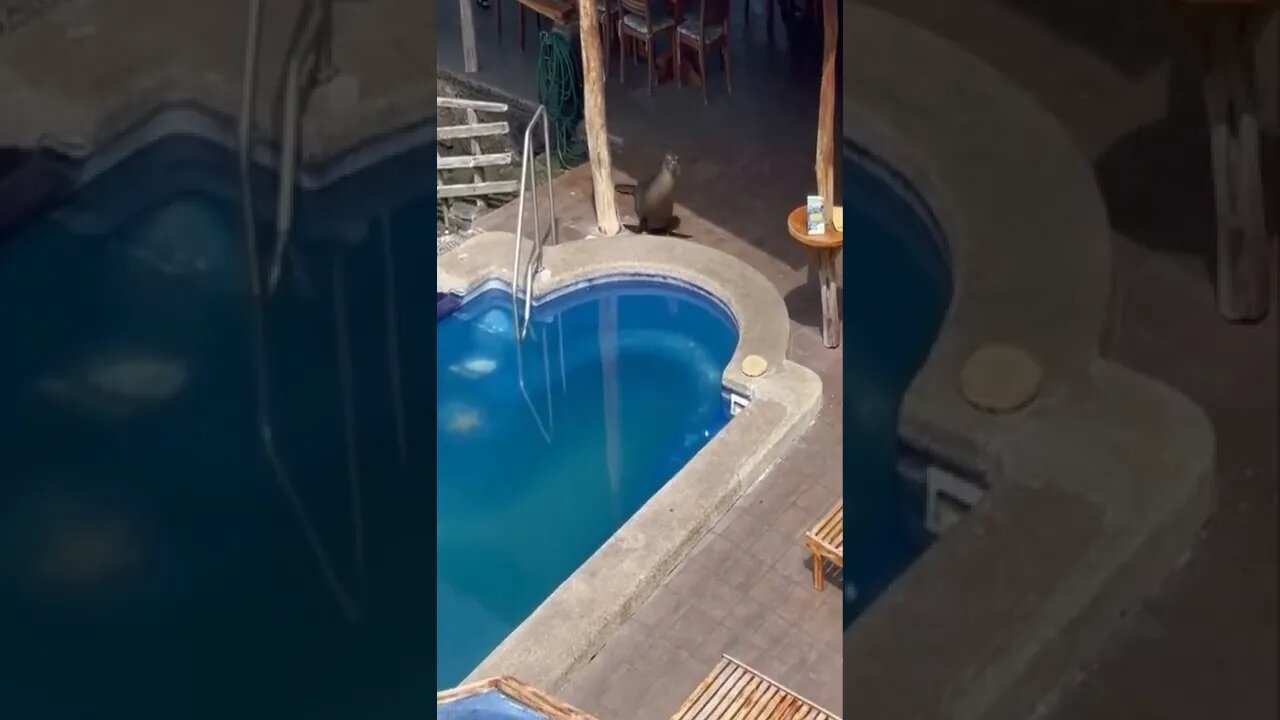 Sea lion swims in swimming pool to steal tourist seats