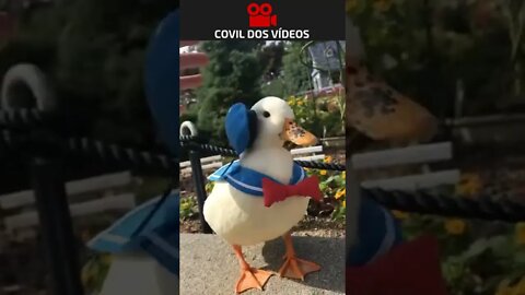 pato Donald existe mesmo 😂😂😂