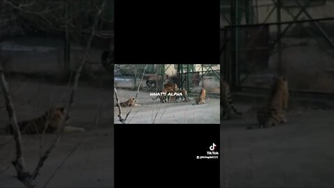 You Don't Have To Look For Alpha.