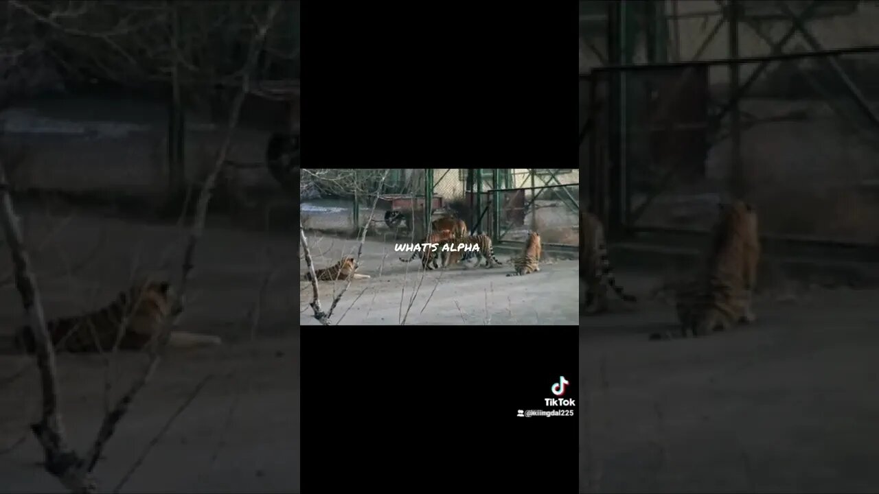 You Don't Have To Look For Alpha.