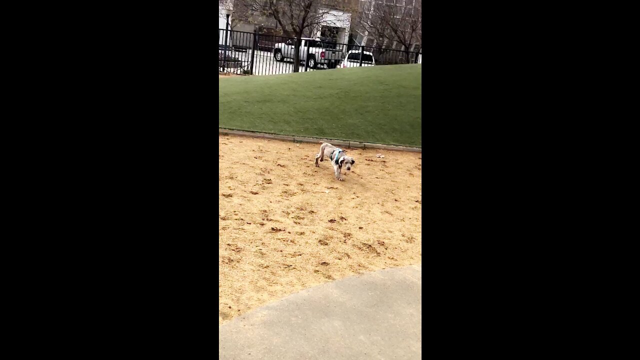 Puppy at the dog park