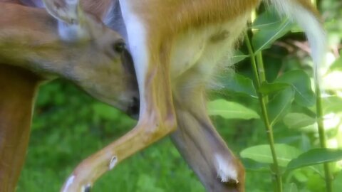 Deer in yard