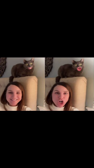 The cat is talking to me, funny cat