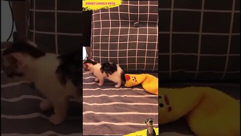 look at Lovely 🐱 🧦 Kitten in the Sock #Short
