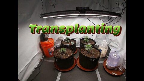 Week 4 Photoperiod Grow (Transplanting)