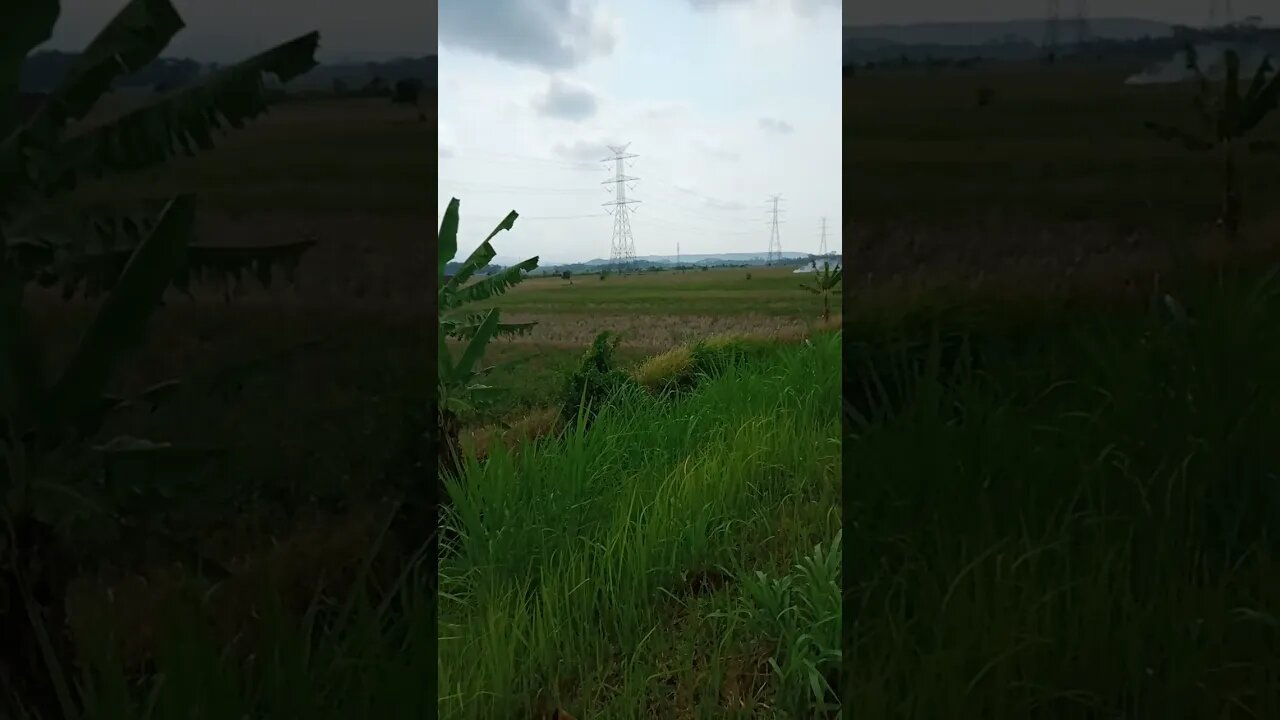 jalan di persawahan