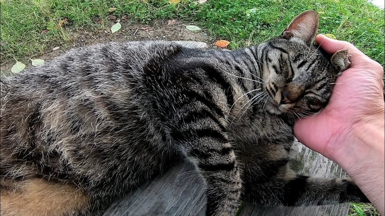 When I was sitting on a park bench, a stray cat came up