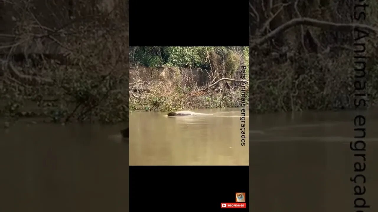 Onça Pintada atravessando a margem do rio no Pantanal #shorts