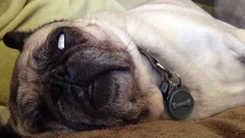 💥Try Not Laugh Funny Dogs Viral Weekly😅😜 of August | Funny Animal Videos💥👌