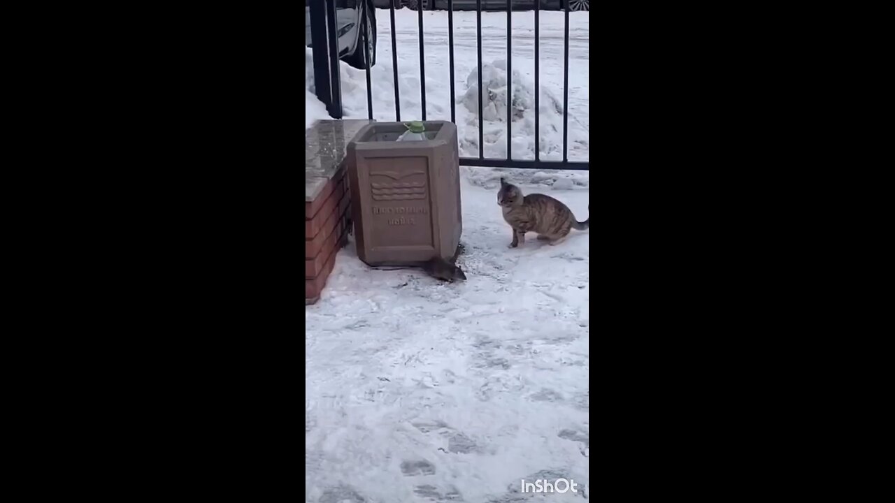 Cat and rat run