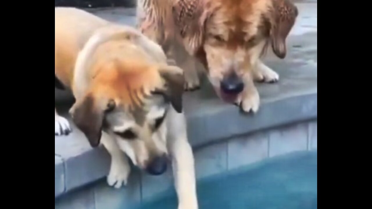 Cute dogs playing with water