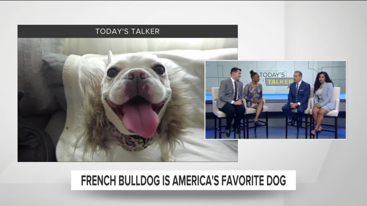 Today's Talker: The most popular dog in the U.S. is no longer a lab