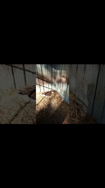 Good morning Ezras girl how are those eggs