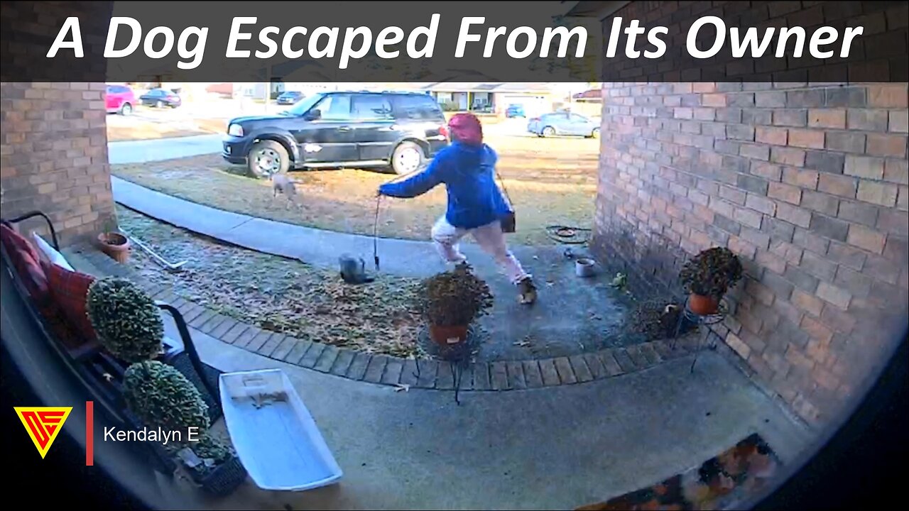 A Dog Escaped From Its Owner Caught On WYZE Cam Plus | Doorbell Camera Video