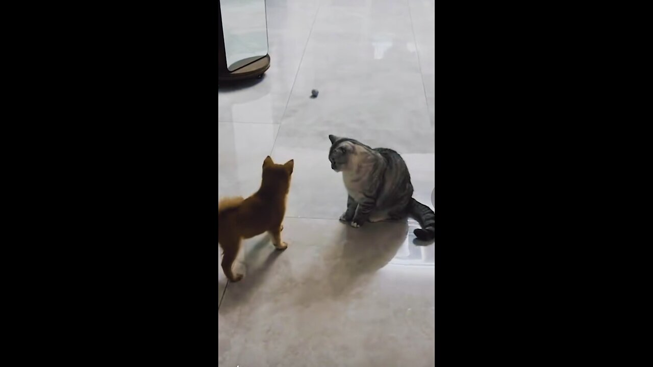 Funny Animal moments