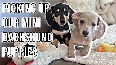 Picking up our MINI DACHSHUND PUPPIES & bringing them home