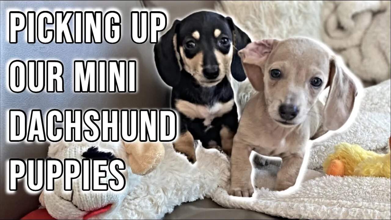Picking up our MINI DACHSHUND PUPPIES & bringing them home