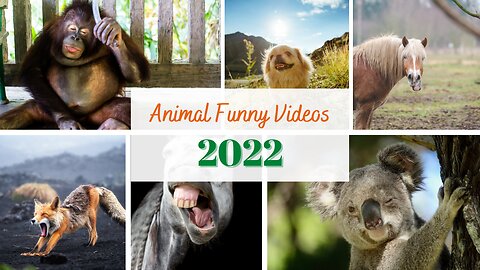 Funny Animal Video 2022