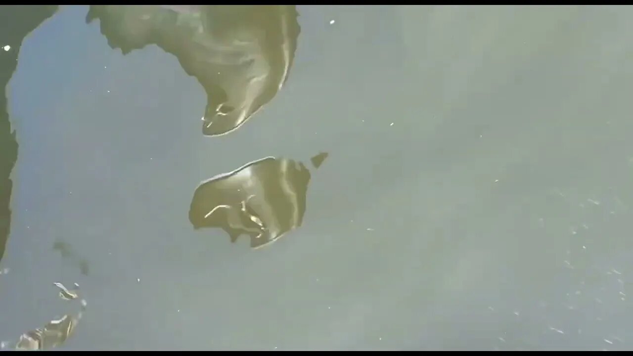 4/28/2022 TARPON SIGHTING AT THE FUEL DOCK #fishing #boating #tarpon