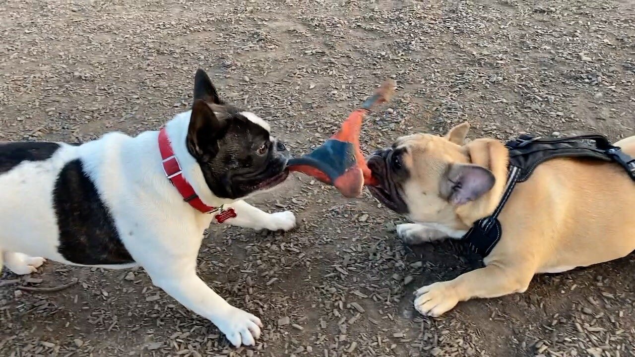 FRENCHIE PUPPY TUG-O-WAR