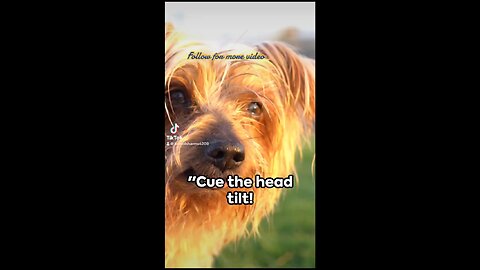 Dog head tilt